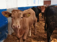 मवेशी (लॉट, लिंग निर्दिष्ट नहीं), Simmental cattle — फ़ोटो 4