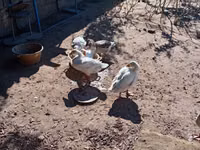 Geese — Foto 2