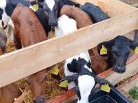 牛只（批次，未指定性别）, Russian Black pied cattle — 照片 2