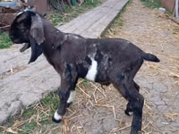 Cabro, Kamori goats — foto 5
