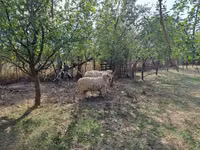 Widder, Tsigai sheep — Foto 1