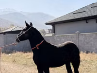 حصان, Arabian horse — الصورة 4