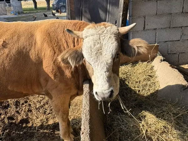 Bulle, Simmental cattle