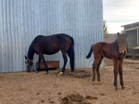 فرس, Arabian horse — الصورة 1