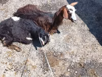 Billy Goat, Goats — photo 2