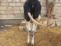 Bulle, Russian Black pied cattle — Foto 2