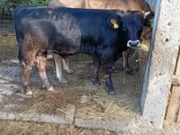 Bull, Brown Carpathian breed — photo 4