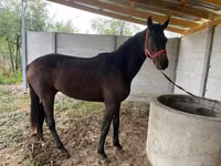 Horse (M), Horses — photo 3