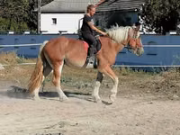 Hengst, Gypsy horse — Foto 6