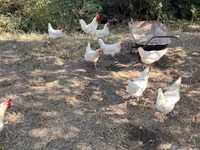 ليغهورن — الصورة 5