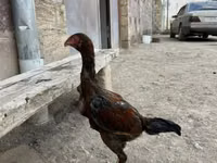 أستراليان غيم — الصورة 2