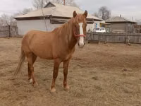 Horse (M), Altai horse — photo 2