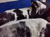 Toro, Simmental cattle — foto 3