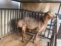 Carnero, Arashan sheep — foto 1