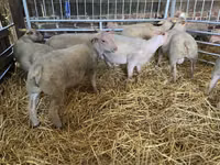Schaf, Charollais sheep — Foto 5