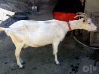 عنزة, Saanen goat — الصورة 2