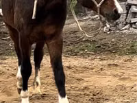 Caballo, Arabian horse — foto 3