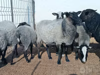 Oveja, Romanov sheep — foto 3