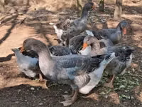 Geese — الصورة 5