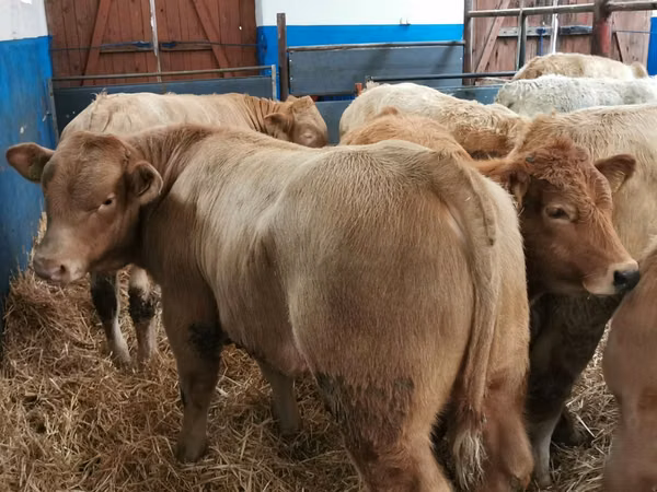 أبقار (دفعة، الجنس غير محدد), Simmental cattle
