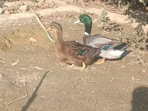 Утки