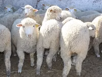Widder, Kuibyshev sheep — Foto 2