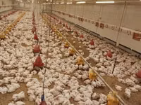 Chickens — Foto 4