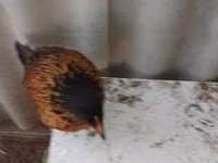 Danish hen — photo 2
