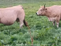 بقرة, Aubrac cattle — الصورة 2