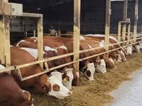 بقرة, Simmental cattle — الصورة 2
