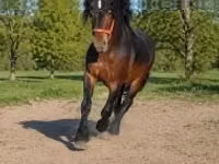 公马, Horses — 照片 4