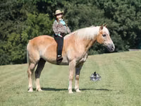 حصان, Haflinger — الصورة 1