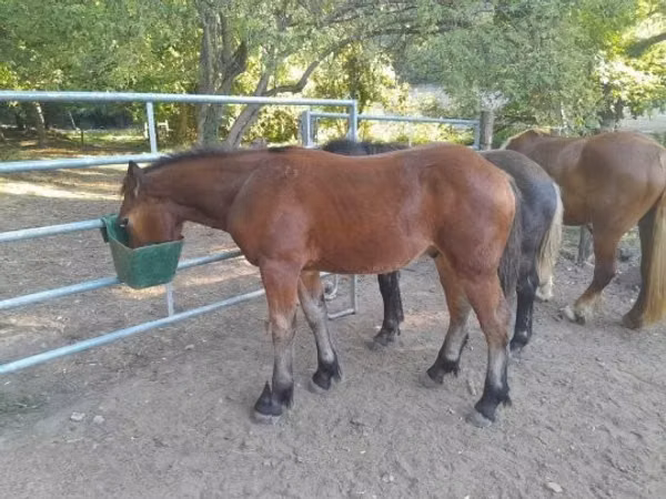 حصان, Međimurje horse