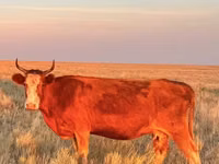 بقرة, Latvian Blue cattle — الصورة 1