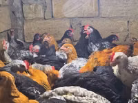 Chickens — Foto 1