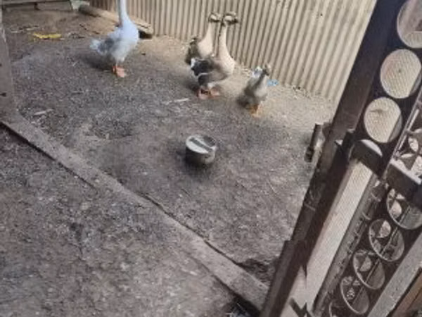 Гуси