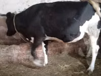 Cow, Russian Black pied cattle — photo 6
