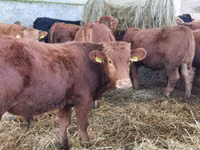 Bull, Limousin cow — photo 1