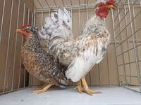 Chickens — الصورة 6