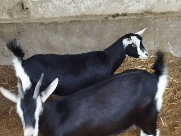 Ziege, Alpine goat