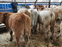 Bovinos (lote, sexo no especificado), Simmental cattle — foto 3