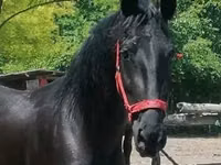 घोड़ी, Friesian — फ़ोटो 3