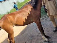 Horses (batch, sex not specified), Horses — photo 7