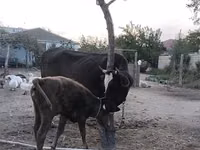 Cow, Red-spotted breed — photo 6