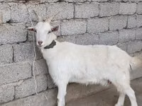 عنزة, الماعز — الصورة 3