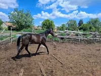 Hengst, Hungarian horse breed — Foto 2