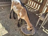Cabra, LaMancha goats — foto 1