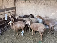 भेड़, भेड़ — फ़ोटो 3