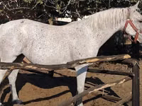 فرس, Lipizzaner — الصورة 3