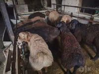 كبش, Edilbay sheep — الصورة 8
